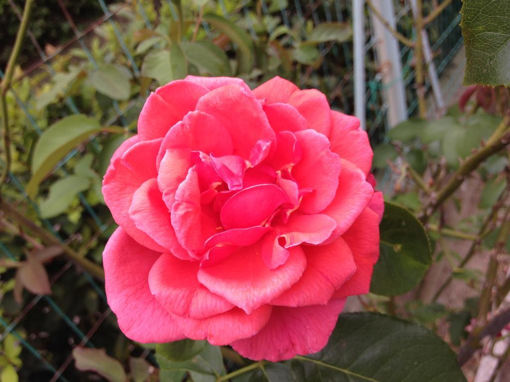Affittacamere Le Rose Imola Bagian luar foto